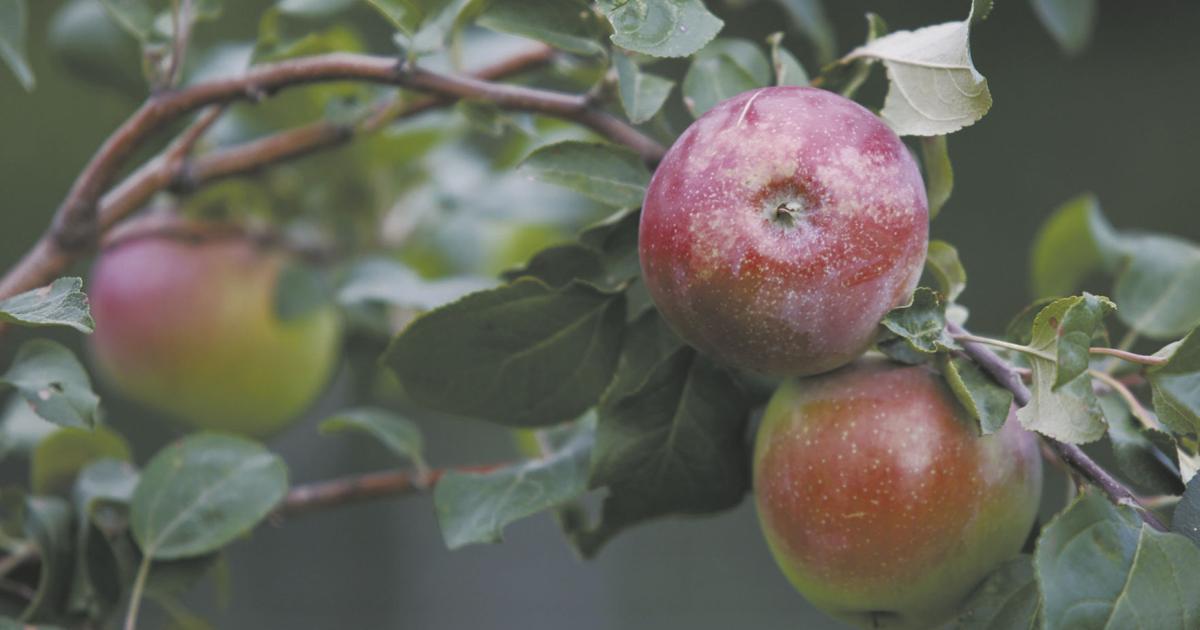 How to tell when homegrown apples are ripe for the picking | Home ...