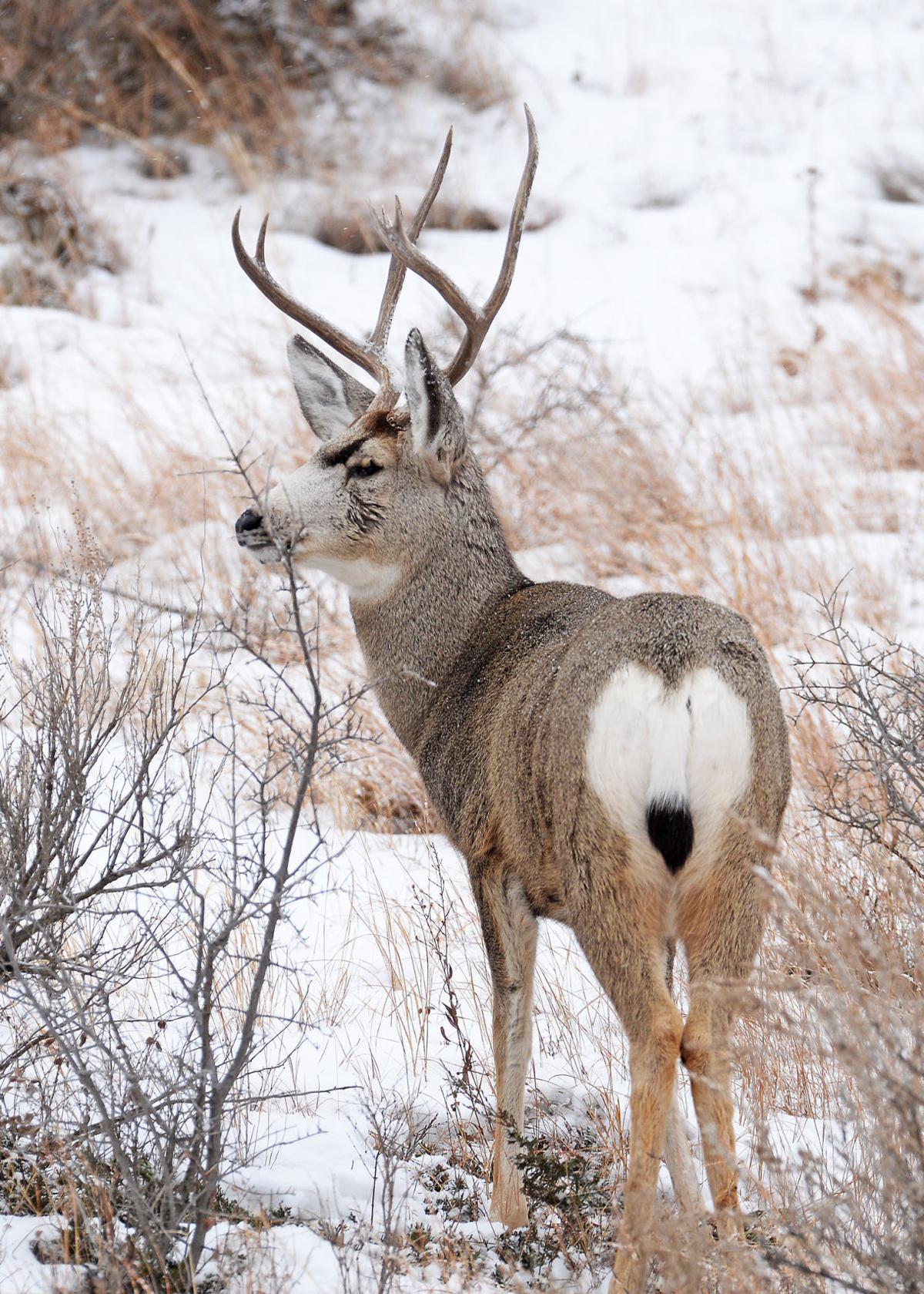 Fall Mule Deer Survey Completed | Hunting and Outdoors