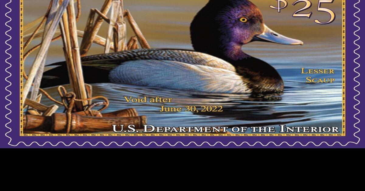 New federal duck stamp, junior duck stamp debut Hunting and Outdoors