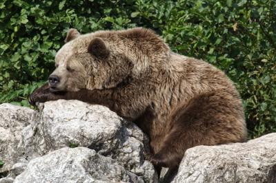 pixabay photo of a sleeping. bear