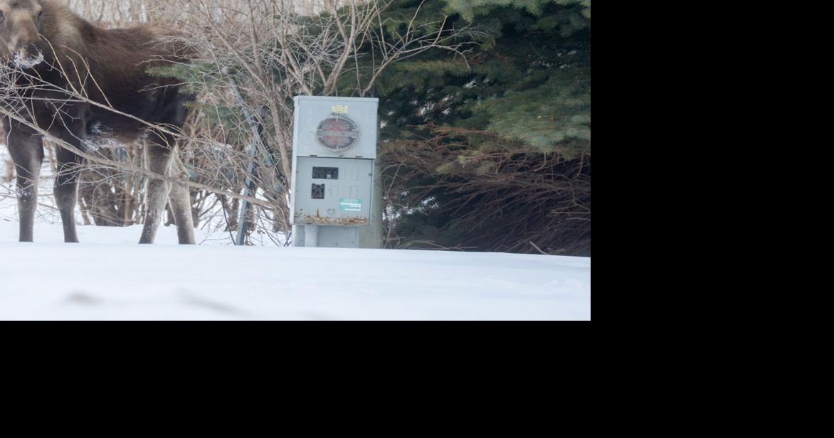 Moose move in Population increase leads to more licenses Local News