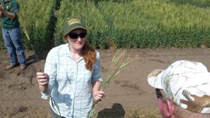 Research looked at grower's question: Can planting fields later help control fusarium?