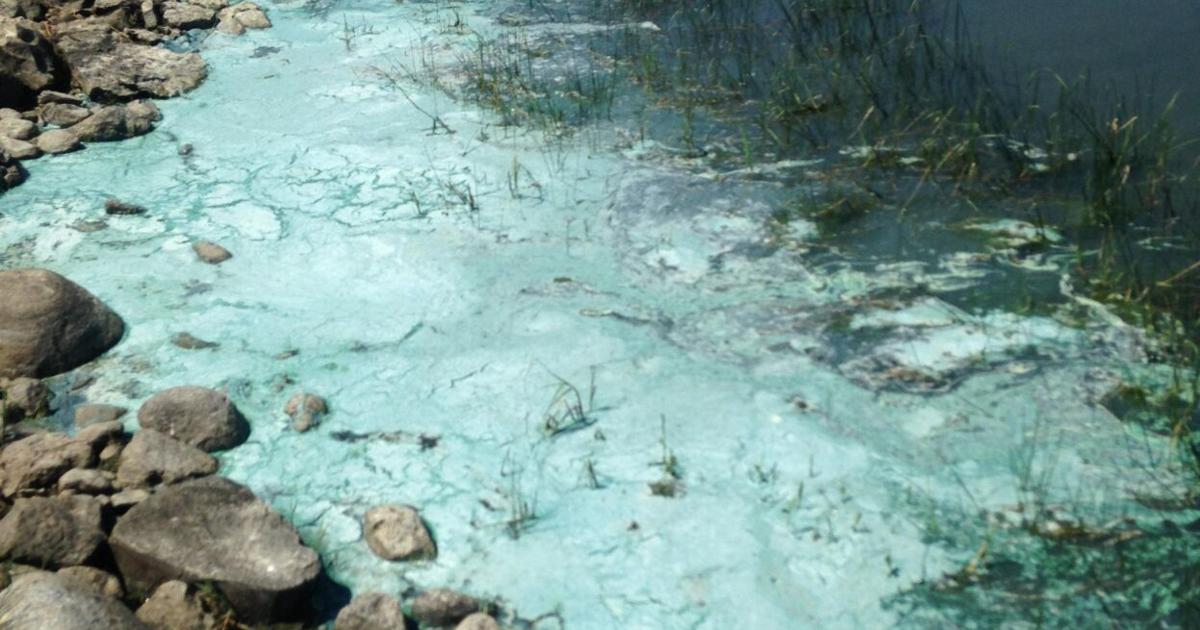 Blue-Green aglae present at Epping/Springbrook Dam | Hunting and ...