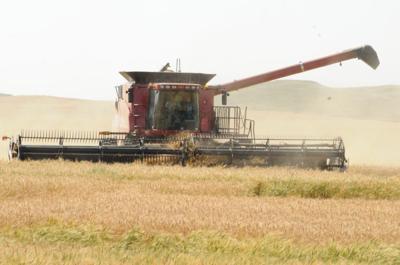 wheat harvest file photo