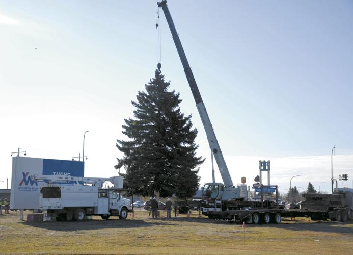 Workers install city Christmas tree ahead of ceremony Community