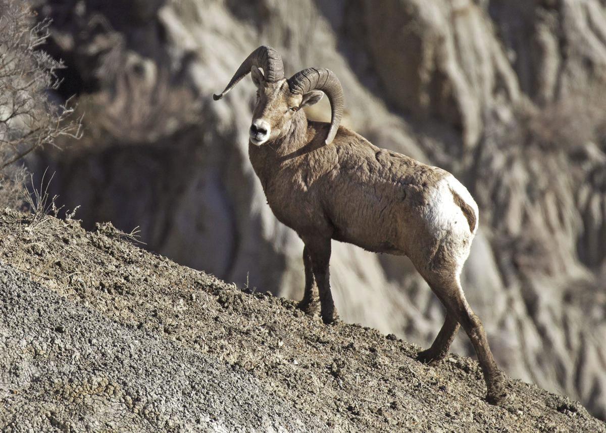 Record Count Of Bighorn Sheep Hunting And Outdoors Willistonherald Com