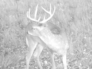 ND Deer Herd Fared Well, Habitat Concerns Loom