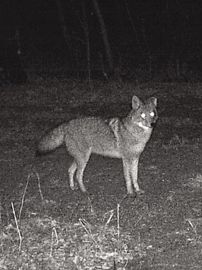 Technology Eases Transition Into Coyote Hunting Outdoors