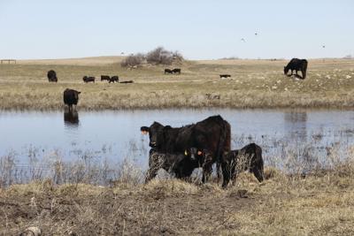 Water quality can impact livestock production | Farm &amp; Ranch 