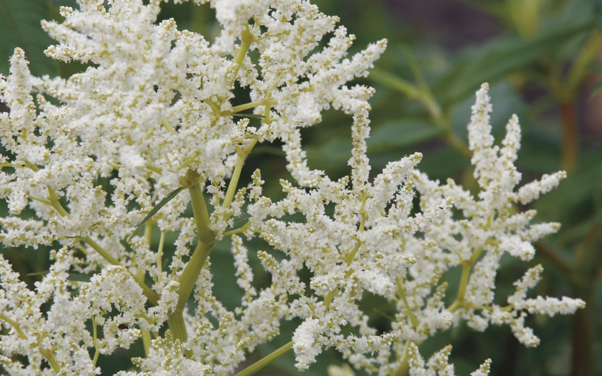 Perennial Success Make Sure Your Flowers Look Their Best By Following These Tips Home Garden Willistonherald Com