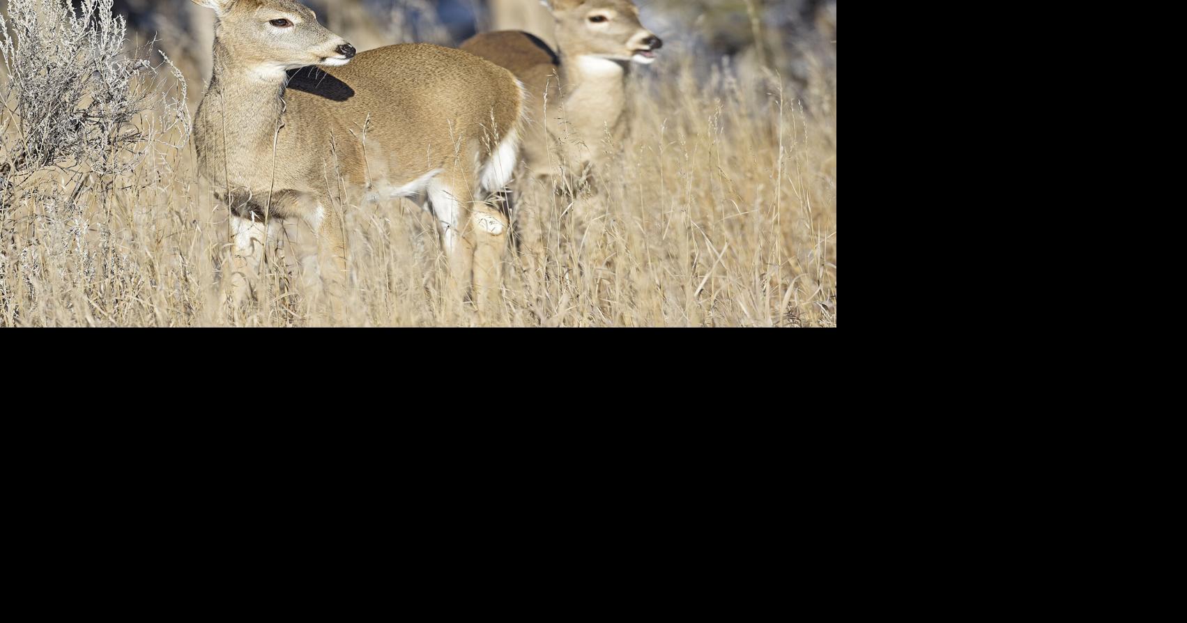Montana deadline for deer, elk permit application is April 1 Local