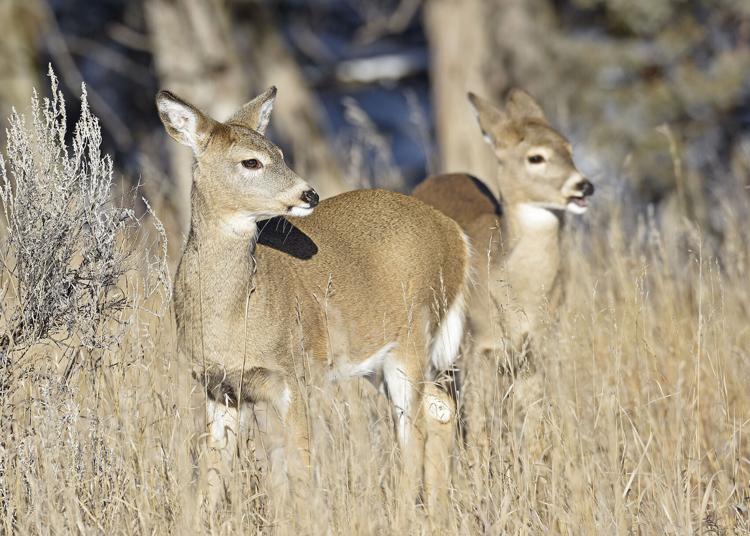 Montana deadline for deer, elk permit application is April 1 Local