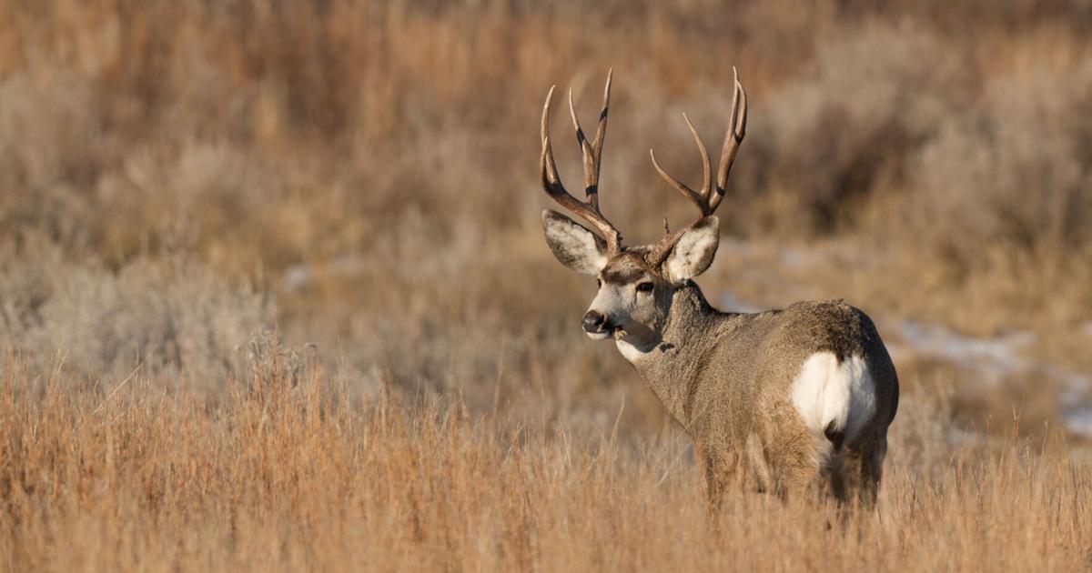 Deer And Deer Hunting Rut Calendar 2025 Pdf California