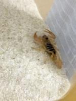 Scorpion surprises science students
