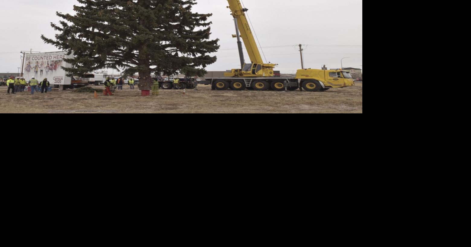 Christmas tree goes up in Williston Williston