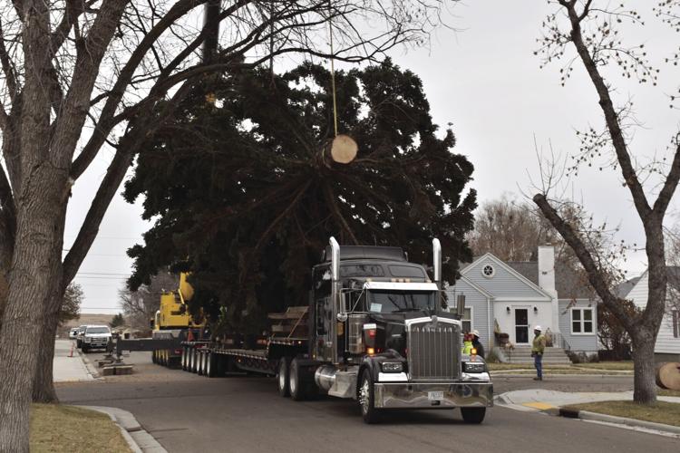 Christmas tree goes up in Williston Williston