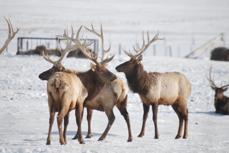 North Dakota elk Local News Stories