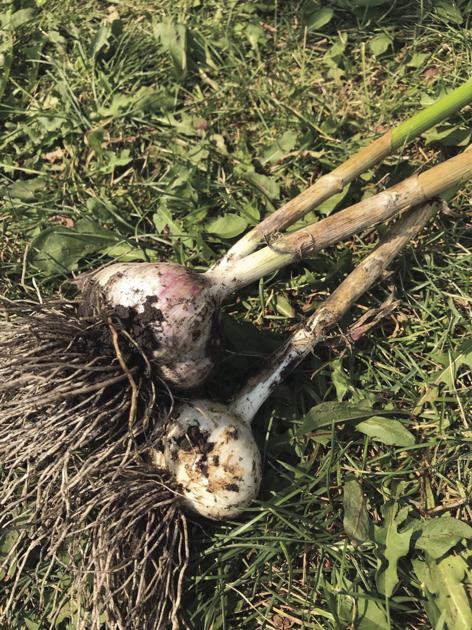 Growing garling can be great | Home & Garden