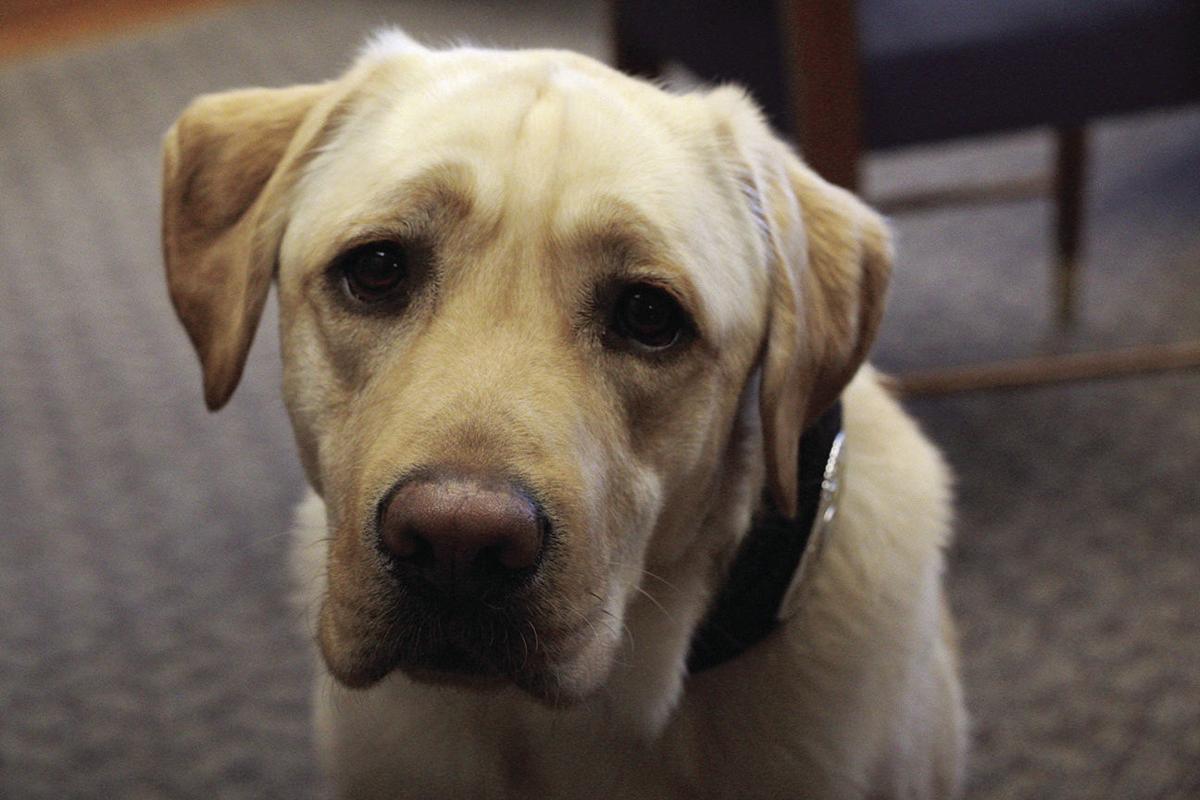 Meet Hex, North Dakota's first electronic detection dog State