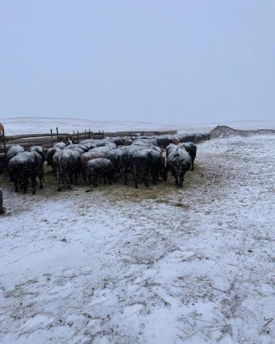 Snow on the backs of cows.jpg