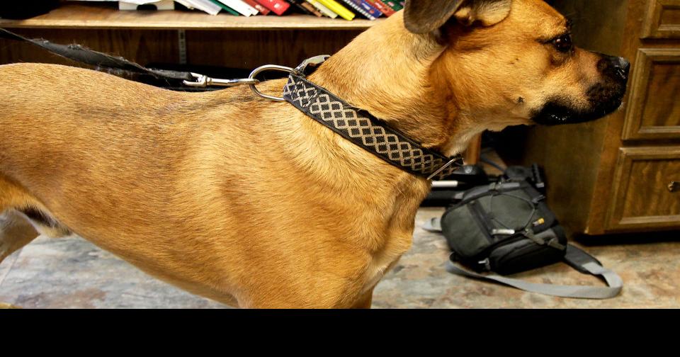 Animal control laws explained Local News