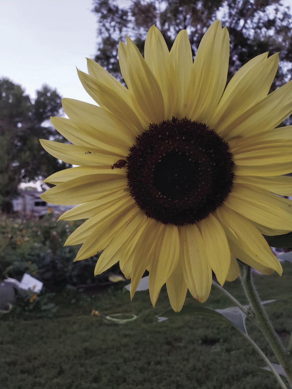 North Dakota is poised to be the nation's leading sunflower producer