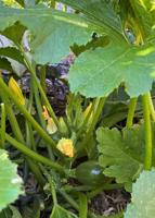 Dakota Gardener: A lesson in planting zucchini
