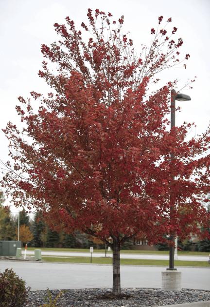 Mystery Of Autumn Blaze Maple Home Garden Willistonherald Com