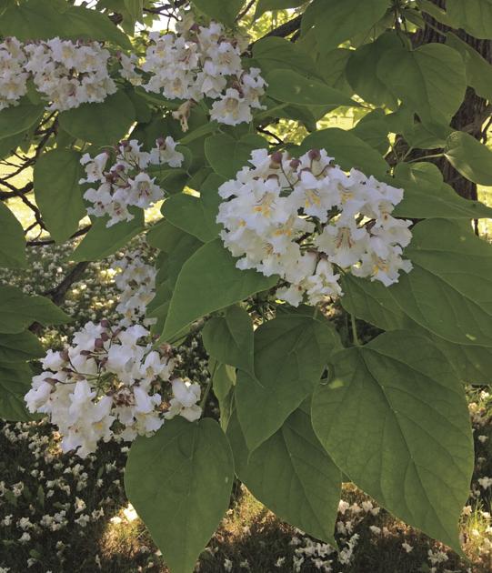 The joy of discovery | Home & Garden