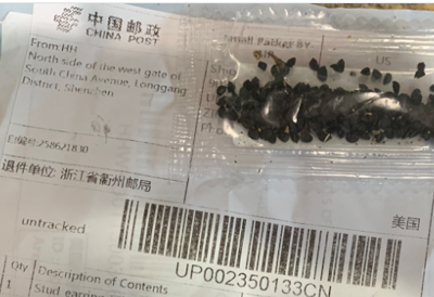 Mystery seeds