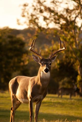 Minnesota deer hunting
