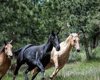 Horses