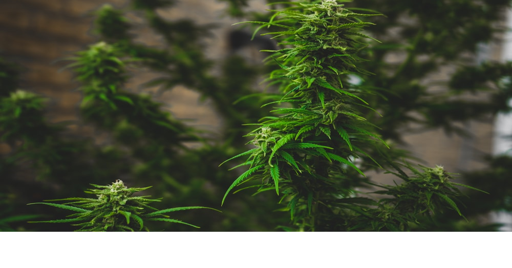 Pennock area farm operation growing industrial hemp News