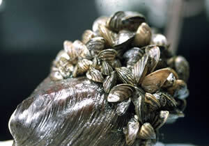 Zebra mussels