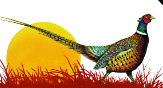 Pheasant