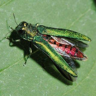 Emerald Ash Borer found in Renville County - Vimarsana News