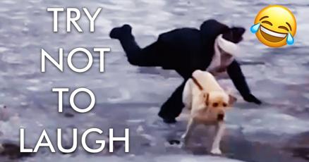 Try Not to Laugh Challenge! Funniest Animals! | Fails of the Week | Funny Videos | AFV Live | Try Not to Laugh Challenge! Funniest Animals! | Fails of the Week | Funny Videos | AFV Live |