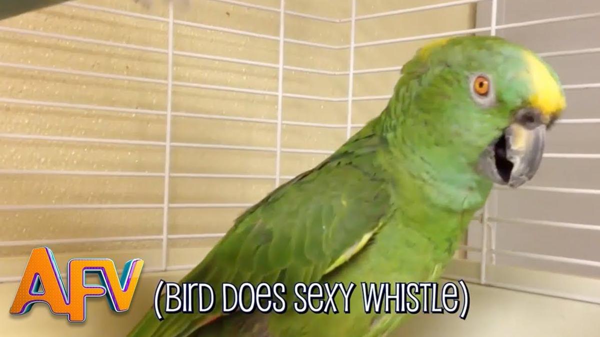 Birds *REALLY DO* Say Funny Things! | AFV Funniest Pet Videos 2018 | |  