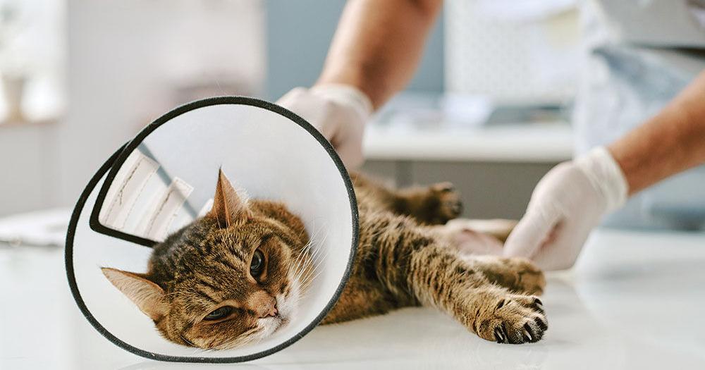 Public Vet to hold spay/neuter clinic in Union City