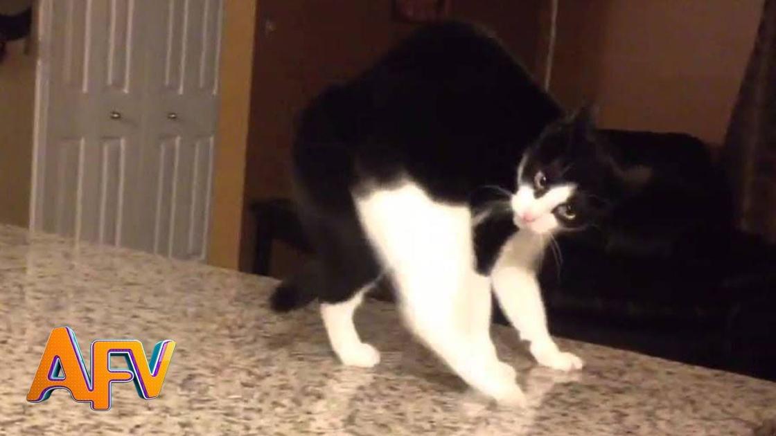101 super weird cats