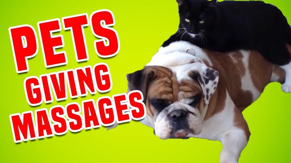 Funny Pets Getting Massages | Funniest Pet Compilation | |  