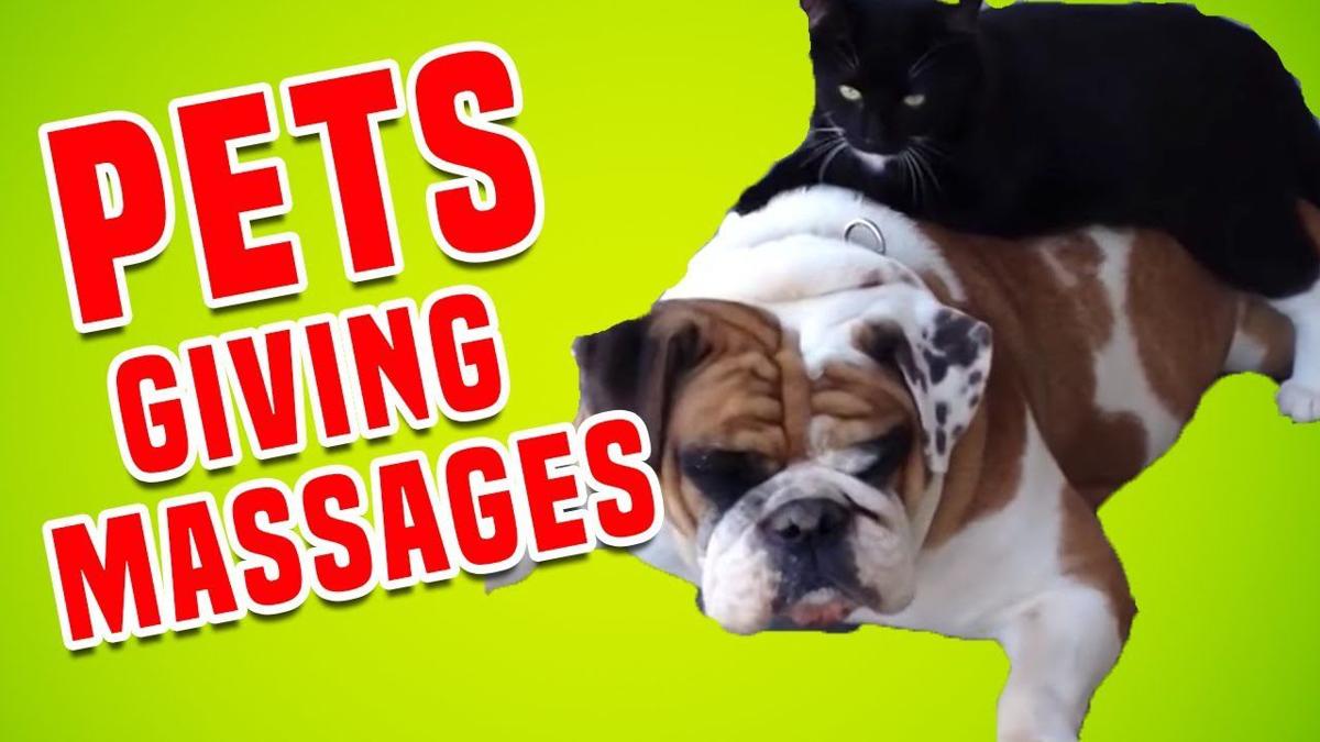 Funny Pets Getting Massages | Funniest Pet Compilation | | Funny Pets Getting Massages | Funniest Pet Compilation | |