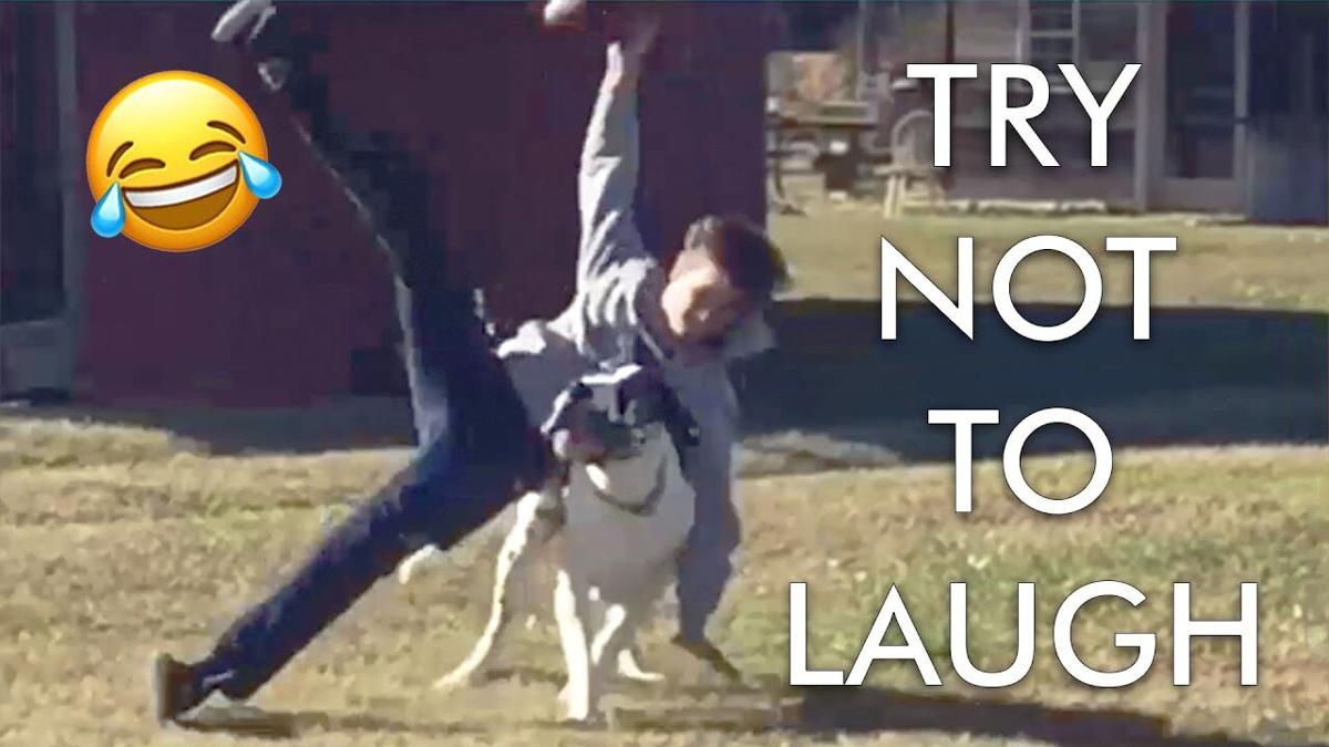 Try Not to Laugh Challenge! Funniest Pet Fails | Best Funny Animals | Funny Videos | AFV Live | Try Not to Laugh Challenge! Funniest Pet Fails | Best Funny Animals | Funny Videos | AFV Live |