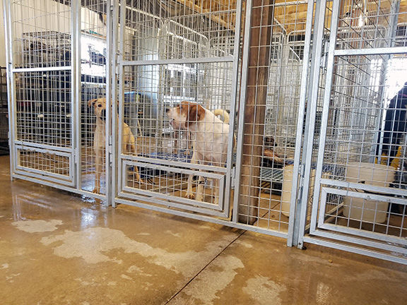 Renovations at Randolph County Animal Shelter Making A Dramatic Change for  Homeless Dogs and Cats | News 