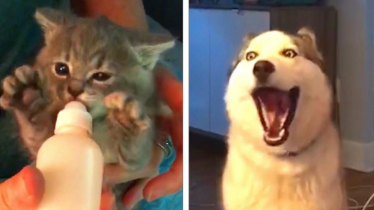 FUNNY Cats vs. Dogs FAILS: Who's Cuter? | Funniest Fails | Funny Fail Videos  | AFV 2022 | 