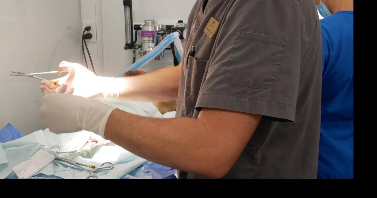 Naples humane society offers 136 low-cost pet surgeries through national program