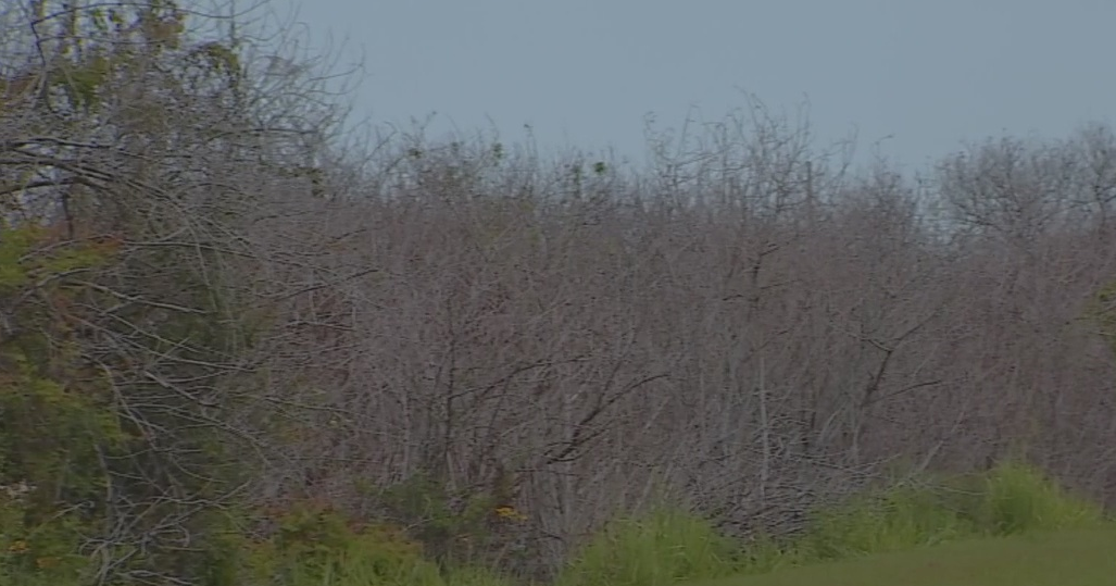 Is your brown, leafless tree really dead after Hurricane Milton? | Lee ...