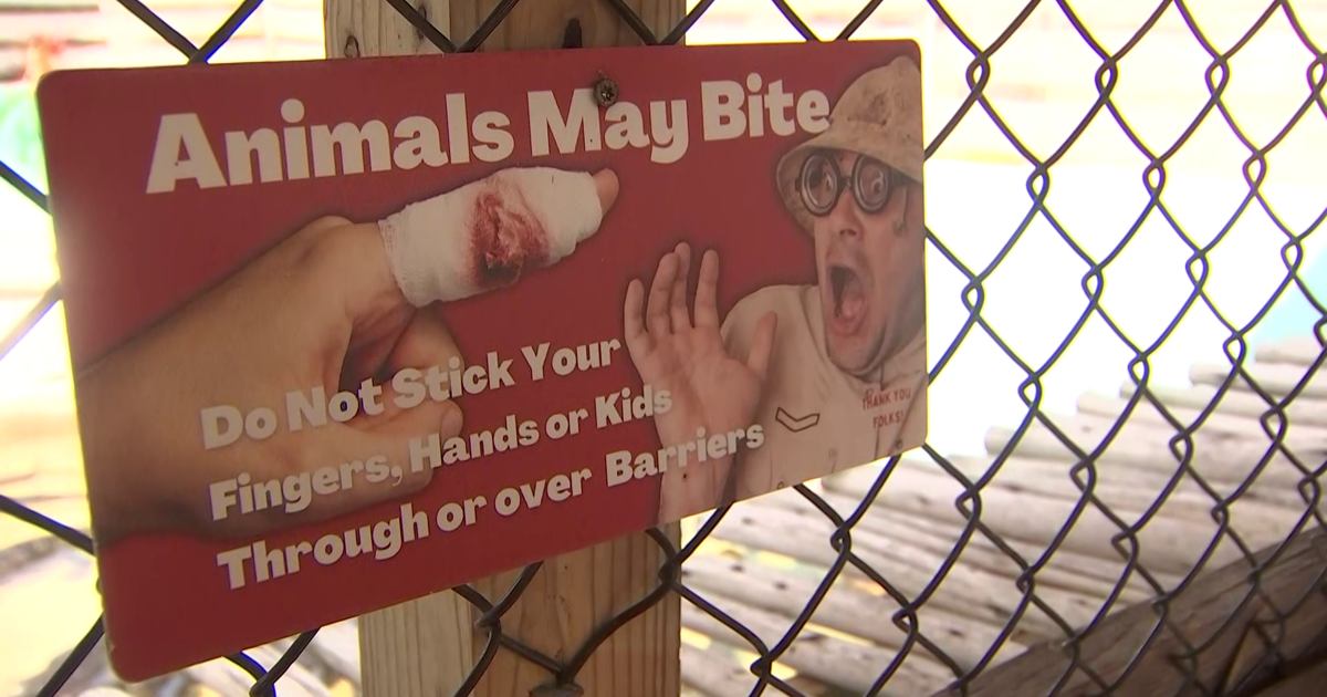 Experience hands-on alligator hatching at Glades County's Gatorama ...