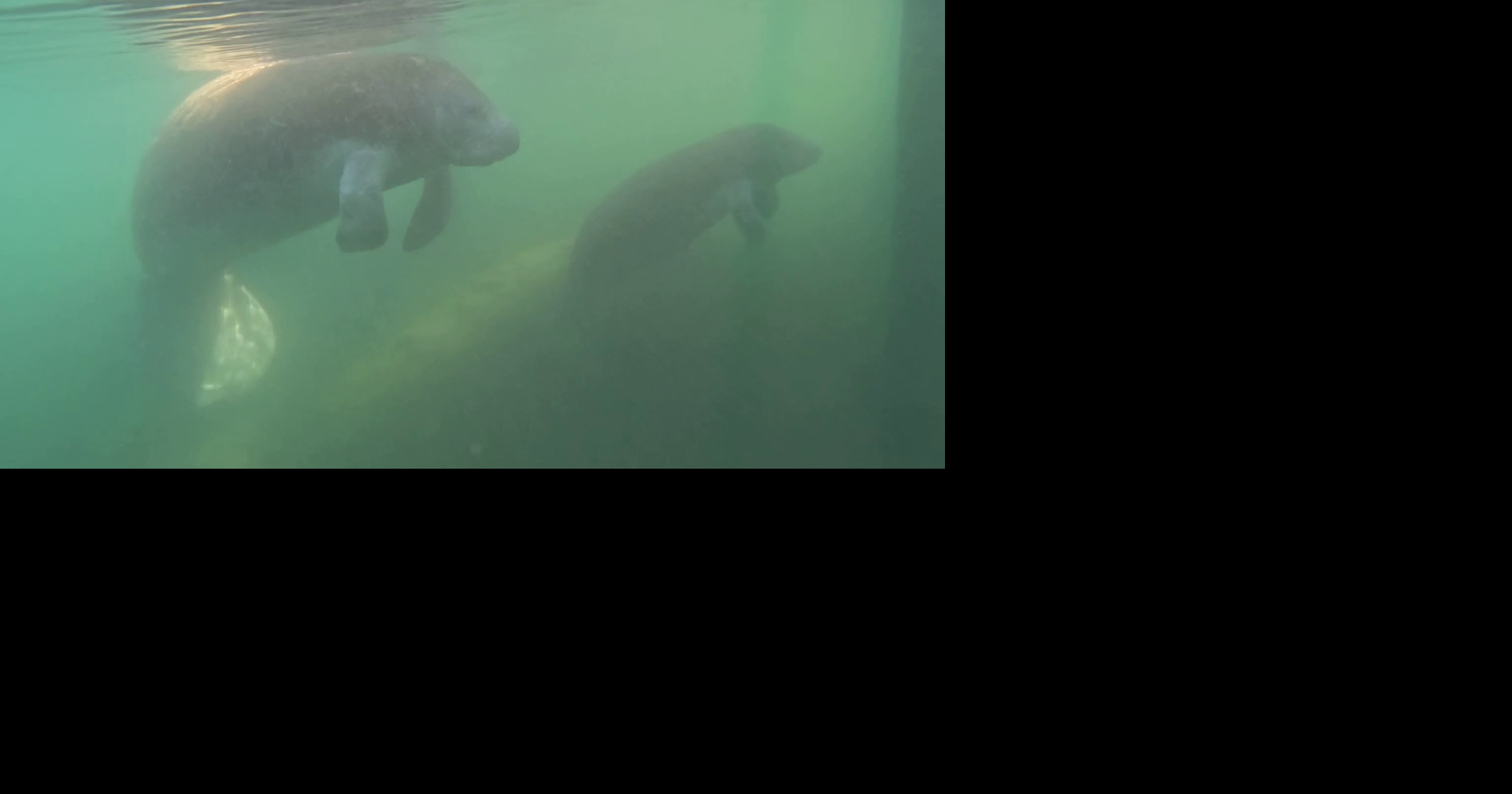 Manatees in Lee County seek refuge from cold at Manatee Park