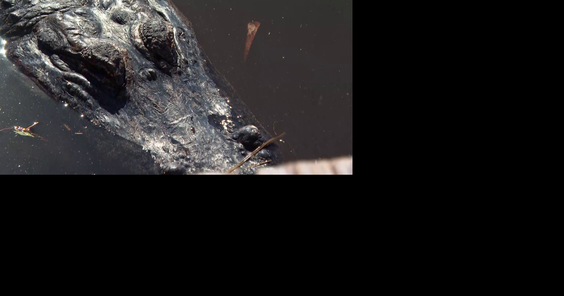 Everglades restoration vital for Florida's water and wildlife, experts say